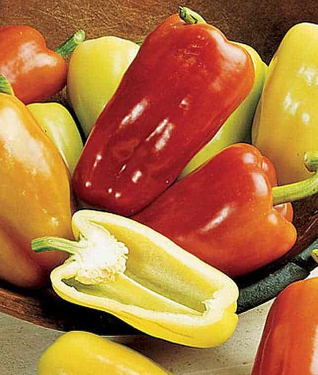 Pepper Gypsy hybrid AllAmerica Selections
