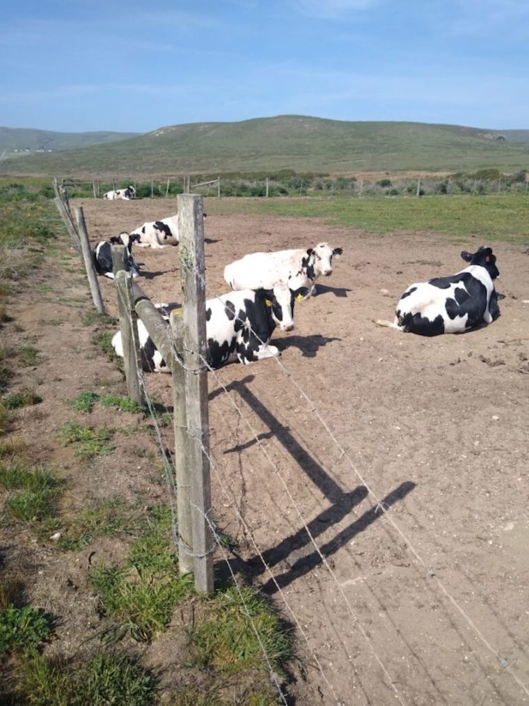 The Cows That Ate Point Reyes