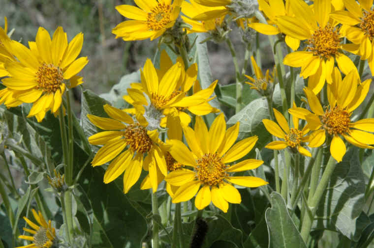 Flower Photos Animals in the Wild Wildlife Photography by Jim Robertson