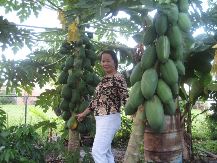 Growing a Papaya Tree from Seed Papaya 30 A Photo Journal and