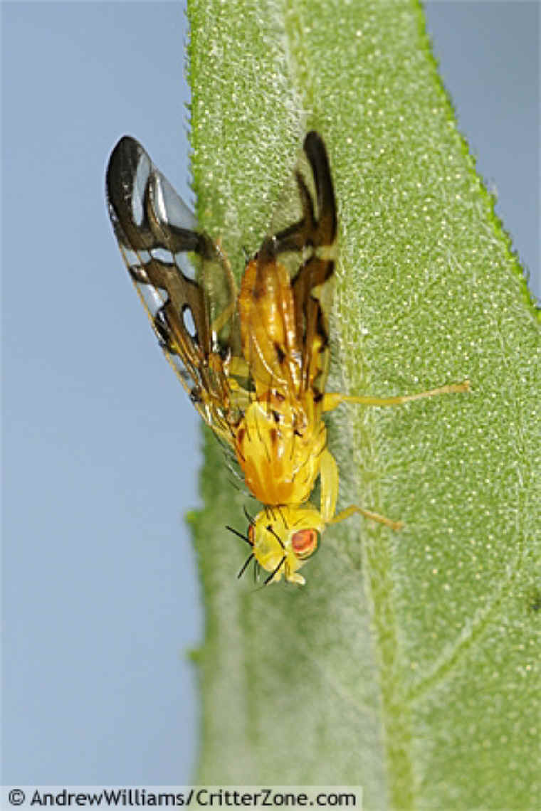 Fruit Fly Works of the Creator An All Creatures Photo Journal