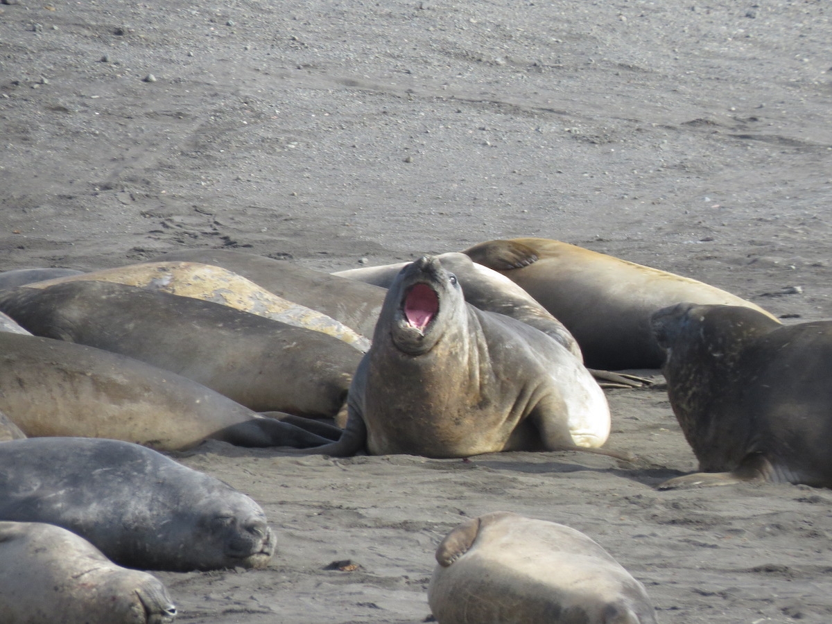 One year ago yesterday volcanoes and fossils and elephant seals, oh my