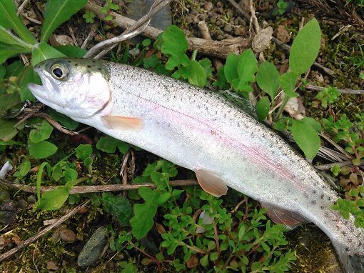 のんびり天湖森エリアフィッシング │ 富山県釣り情報 ALL NIGHT FISHING