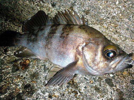 富山湾ホタルイカパターン調査 │ 富山県釣り情報 ALL NIGHT FISHING