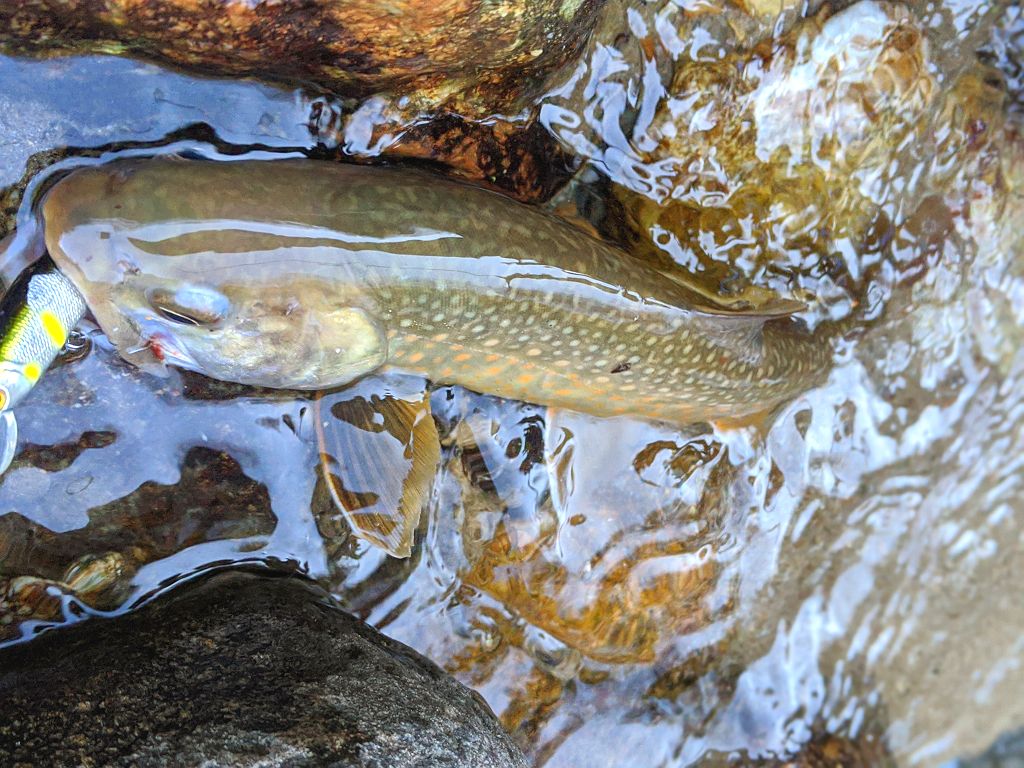 イワナ 水中写真 │ 富山県釣り情報 ALL NIGHT FISHING