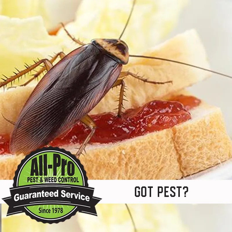 Household Pest All Pro Pest and Weed Control