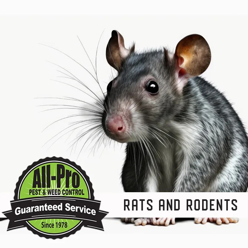 Rodent Control All Pro Pest and Weed Control