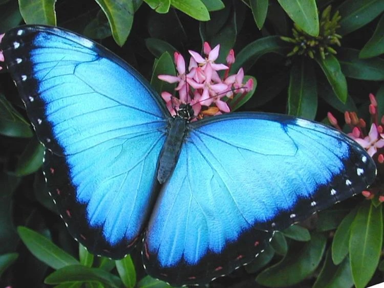 Beautiful Butterflies From Around The World