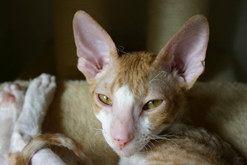 The Five Ugliest Cat Breeds In The World