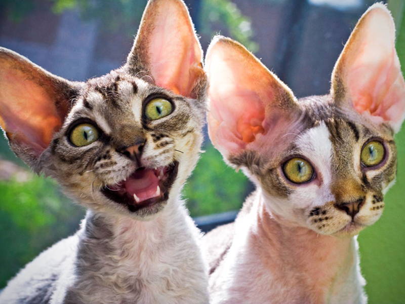 The Five Ugliest Cat Breeds In The World