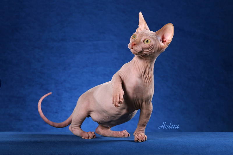 The Five Ugliest Cat Breeds In The World