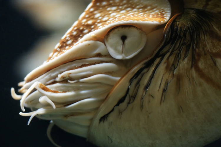 The World's Most Astounding Living Fossils