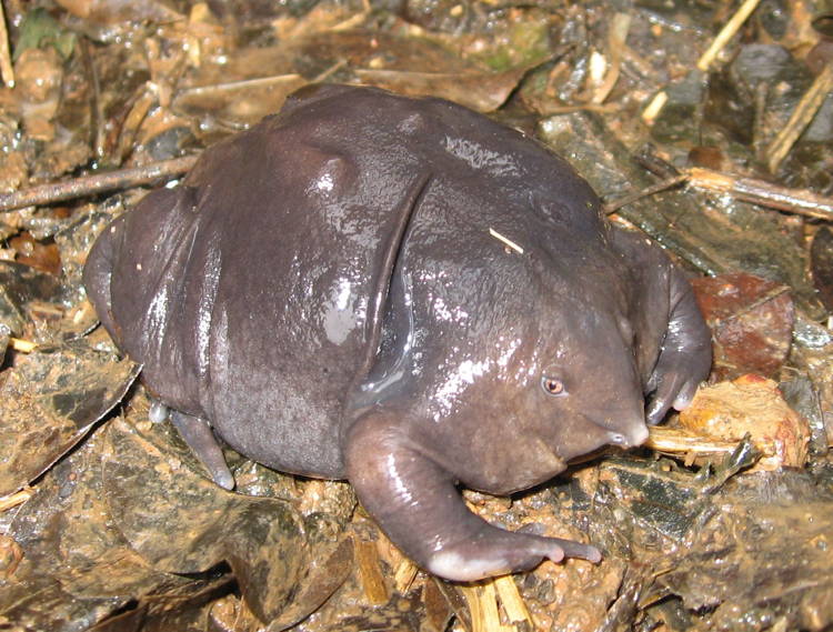 Five Of The World's Most Bizarre And Recently Discovered Species