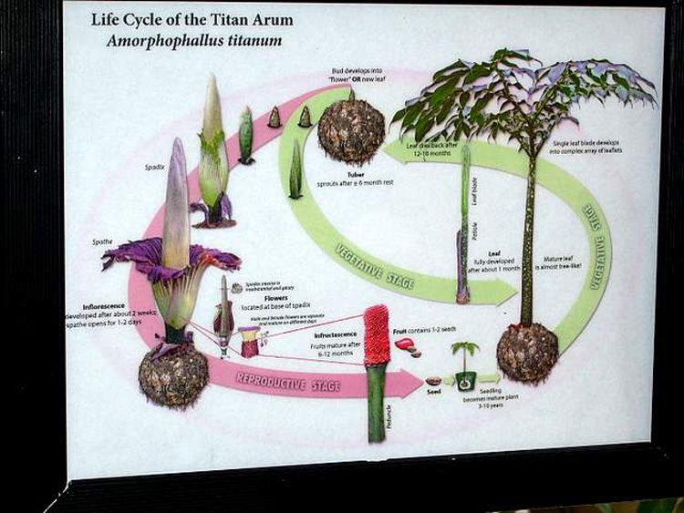 Stop And Smell The Corpse Flower