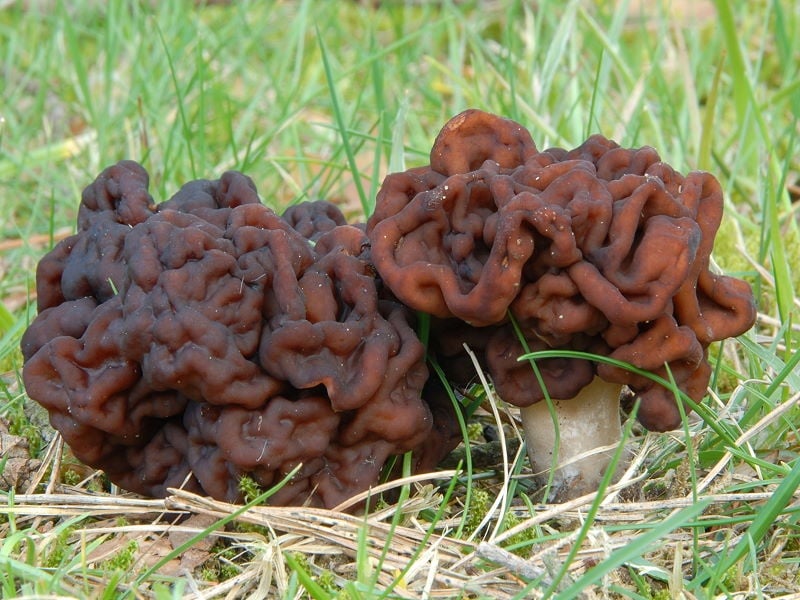 The 7 Weirdest Mushroom and Fungi Species In The World