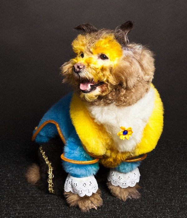 Paul Nathan Capturing The World Of Creative Dog Grooming