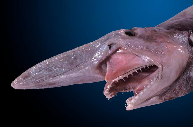 The Ugliest Animals You'll Ever Lay Eyes On(023)