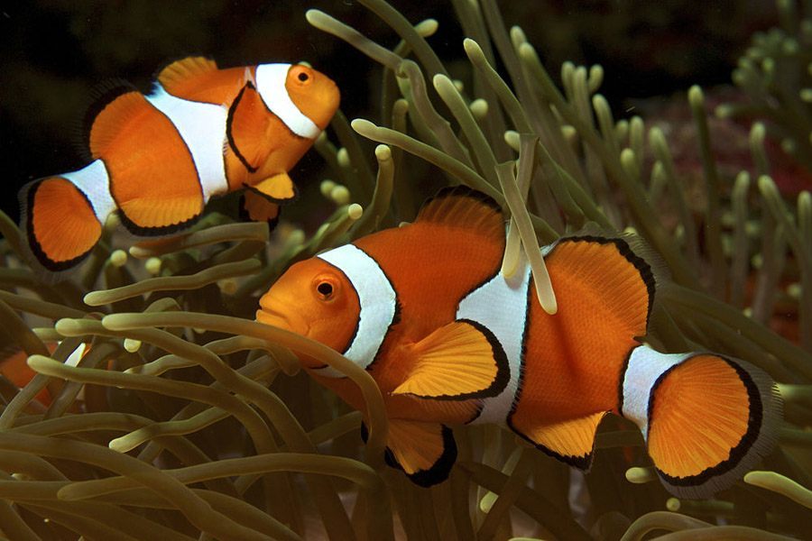 Hermaphrodotism In Nature 10 Animals That Can Be Both Male And Female