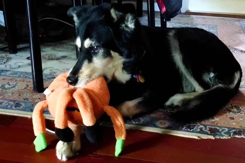 12 Reasons Why Your Dog Whining When Chewing Toys