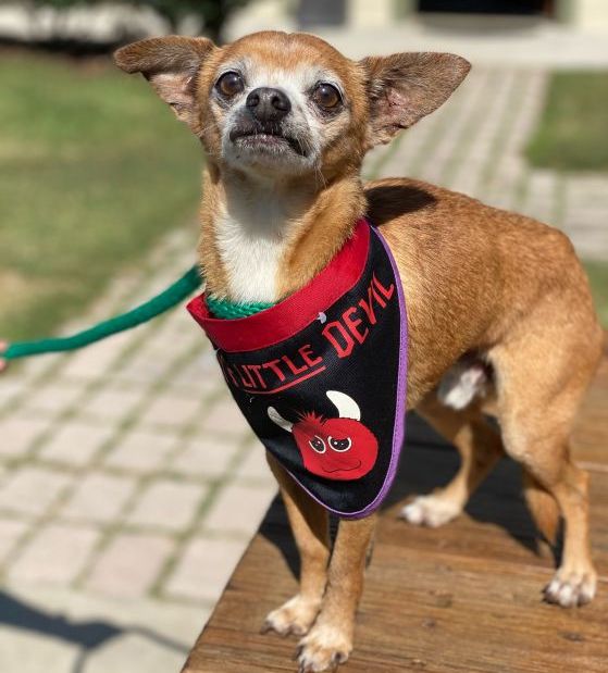 Foster All4Paws Animal Rescue Pawleys Island, SC