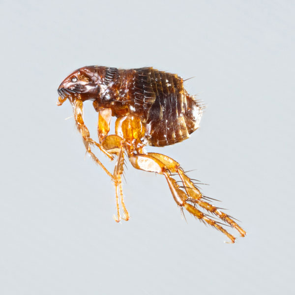 Flea Identification & Habitat Fleas in Portland OR & Vancouver WA