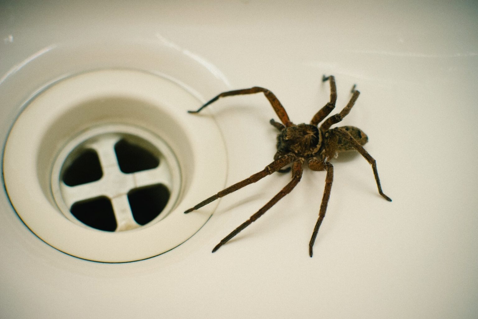 Why Are Spiders in My Shower? Antworks Pest Control Pest Control