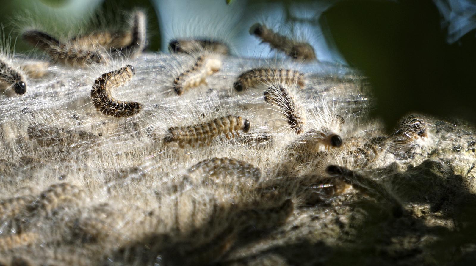 What are the small worms in German trees? All About Berlin