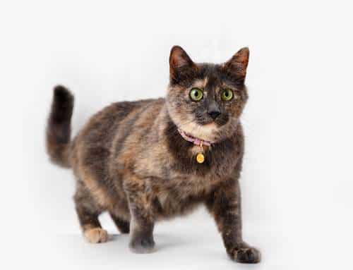Tortoiseshell Cats → Facts, Lifespan And Pictures All
