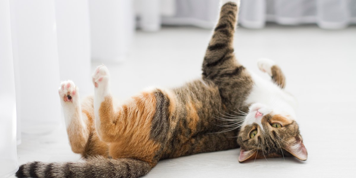 Cat In Heat (Estrous Cycles) Signs, Symptoms & Care All About Cats