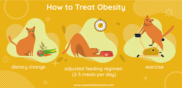 Feline Obesity Causes, Symptoms & Treatment All About Cats