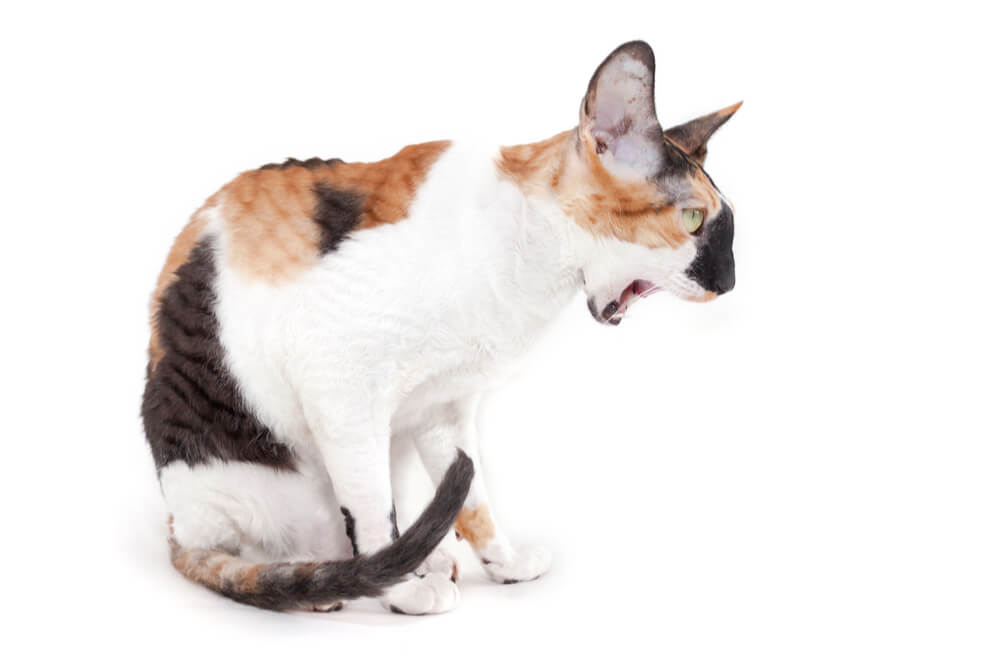 Cat Vomiting Causes and Treatment We're All About Cats