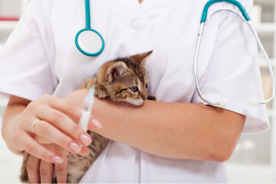 StaupeImpfstoff für Katzen Was Sie wissen müssen Wir're Alles über