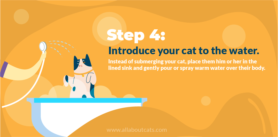 How To Bathe A Cat? (A Step By Step Guide) All About Cats