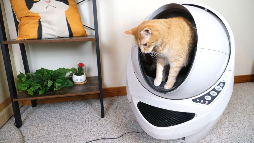 Litter Robot III Connect Review We Tested It All About Cats