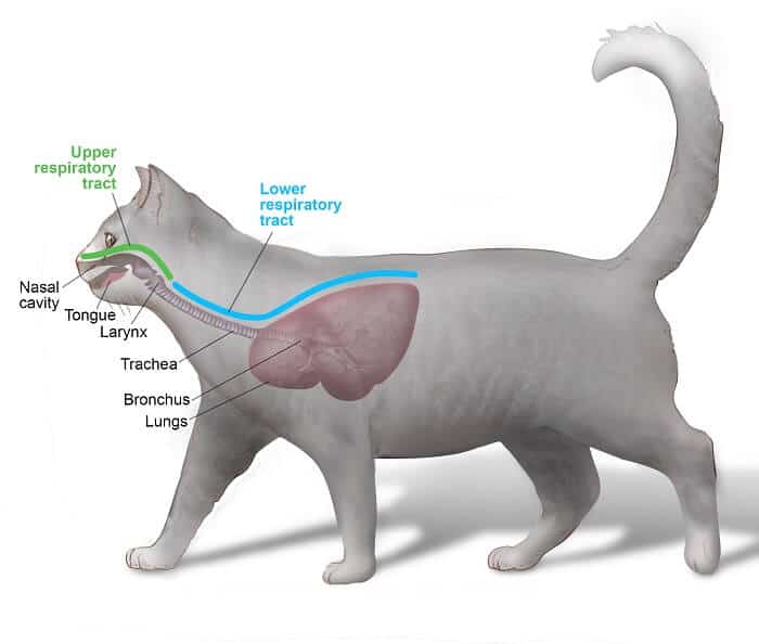 Upper Respiratory Infection in Cats (Causes, Symptoms & Treatment