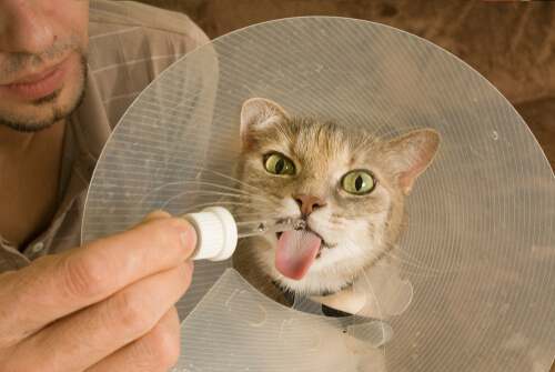 Calicivirus In Cats Causes, Symptoms, & Treatment All About Cats