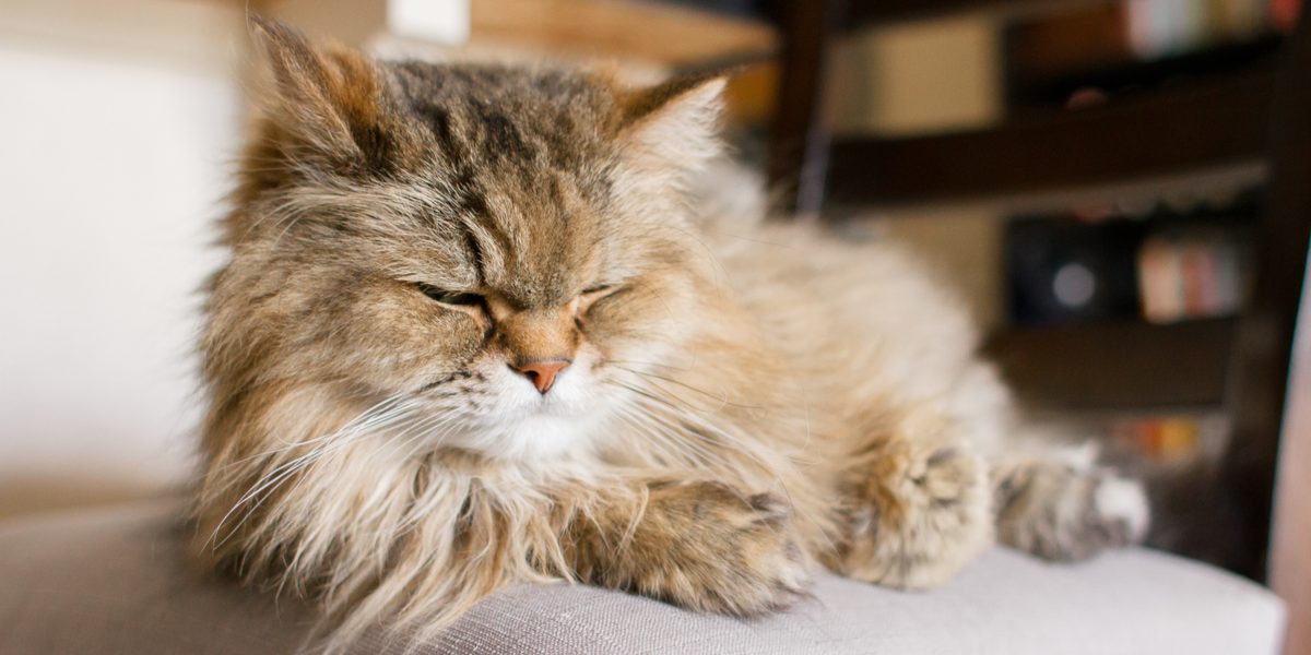 Kidney Failure In Cats: Symptoms, Diagnosis, & Treatment - All About Cats