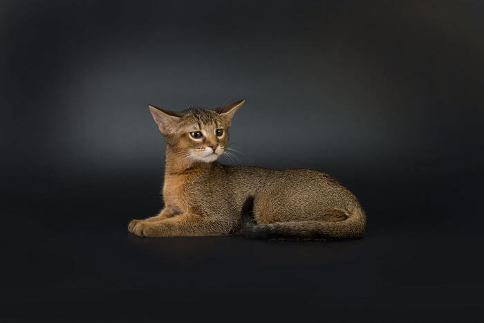 Chausie Cat Breed Size, Appearance & Personality