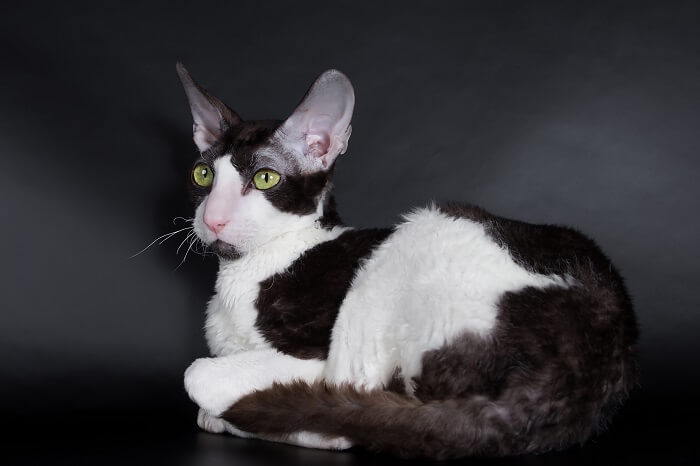 Cornish Rex Cat Breed Size, Appearance & Personality