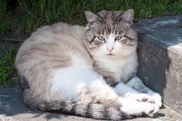 Ojos Azules Cat Breed Size, Appearance & Personality