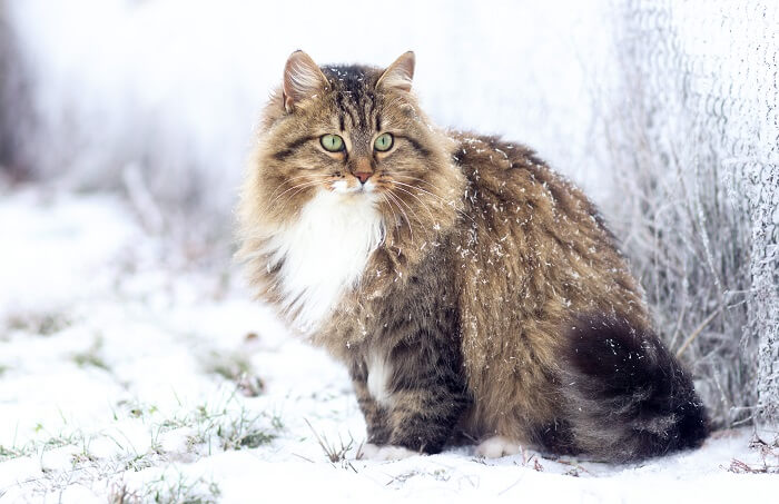 Siberian Cat Breed Size, Appearance & Personality
