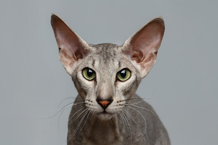 Peterbald Cat Breed Size, Appearance & Personality