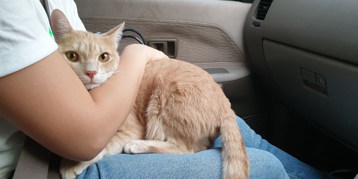 Cat Separation Anxiety Causes, Symptoms, And Treatment All About Cats