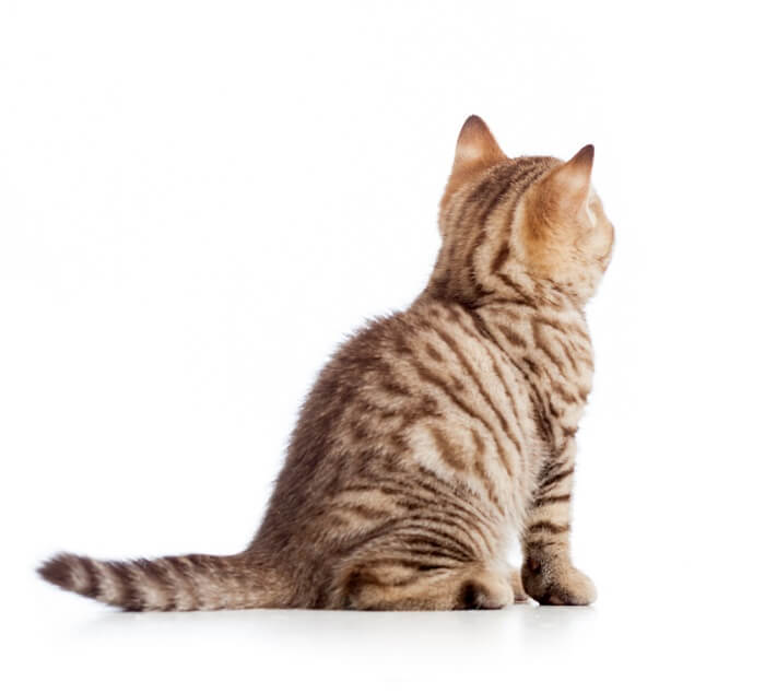 Cat Scooting Causes, Symptoms & Treatment We're All About Cats
