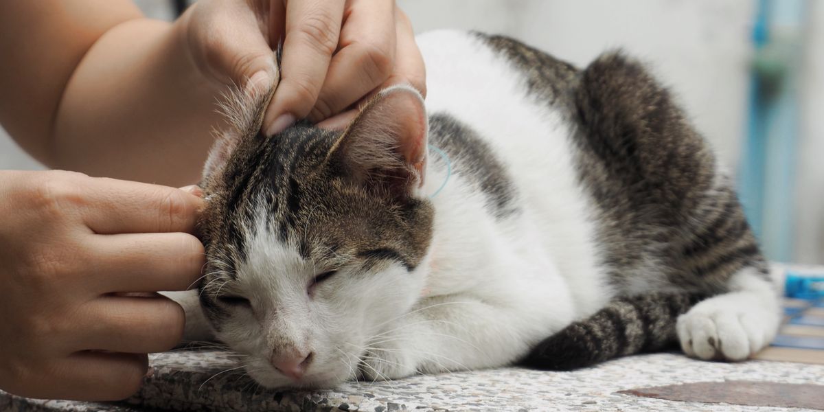Ear Discharge In Cats Causes, Symptoms, & Treatment All About Cats