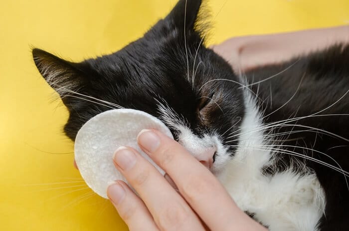 Cat Eyes Watering Causes, Symptoms, & Treatment All About Cats