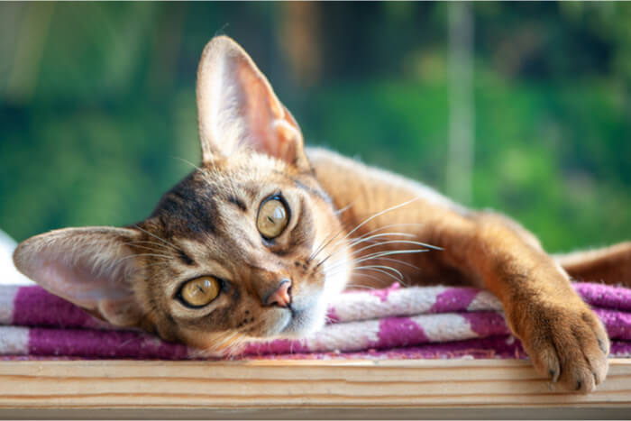 The 9 Friendliest Cat Breeds In the World