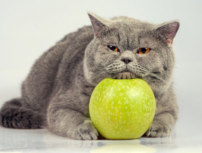 5 Vegetables Cats Can Eat (And 5 To Avoid!) All About Cats