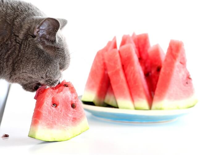 Which Fruits Can Cats Eat? All About Cats