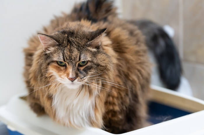 Wet cat food for constipation Love Pets